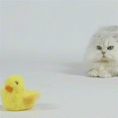 Brinquedo Interativo Pato Pula-Pula