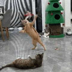 Haste Ventosa Interativa para Gatos